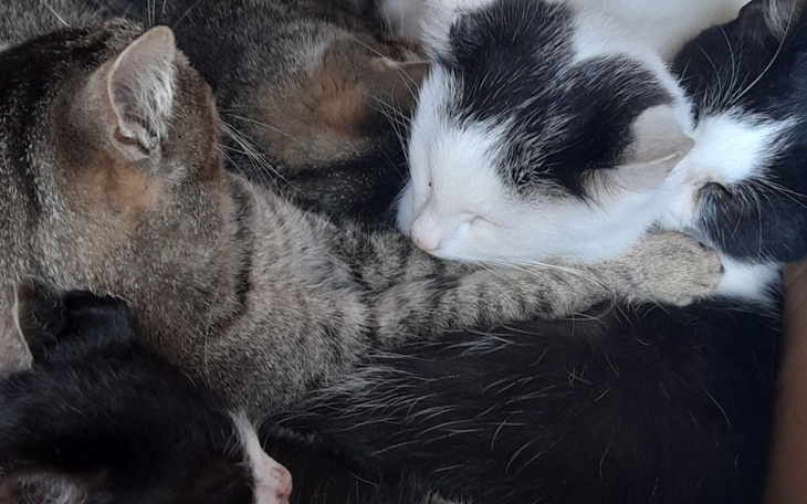 Zbiórka Pomóc dla kotków - zdjęcie główne