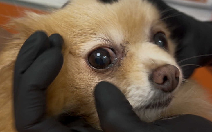 Weterynarz badający psa.