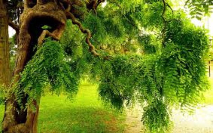 Zbiórka Brajan - zdjęcie główne