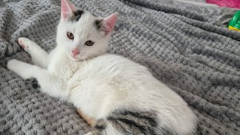 Zbiórka Mruczka ma połamane łapy - miniaturka zdjęcia