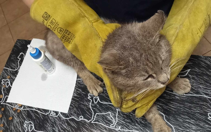 Zbiórka Leczenie wiejskiego kotka - zdjęcie główne