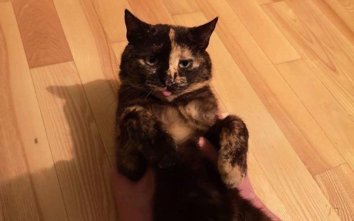 Zbiórka Pomoc dla Cookie - zdjęcie główne