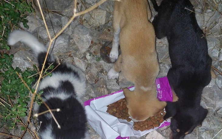 Zbiórka Kastracja i leczenie. - zdjęcie główne