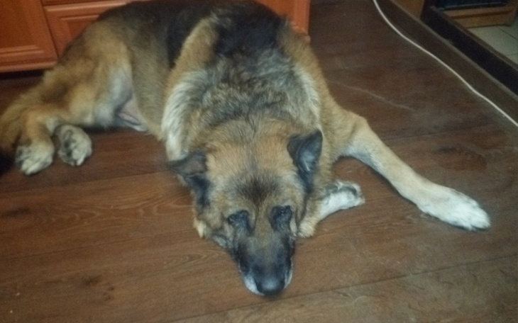 Zbiórka Kontynuacja leczenia pda - zdjęcie główne