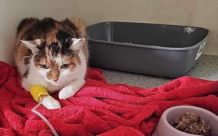 Zbiórka Życie Idy warte 4000 tysiące zł - zdjęcie główne