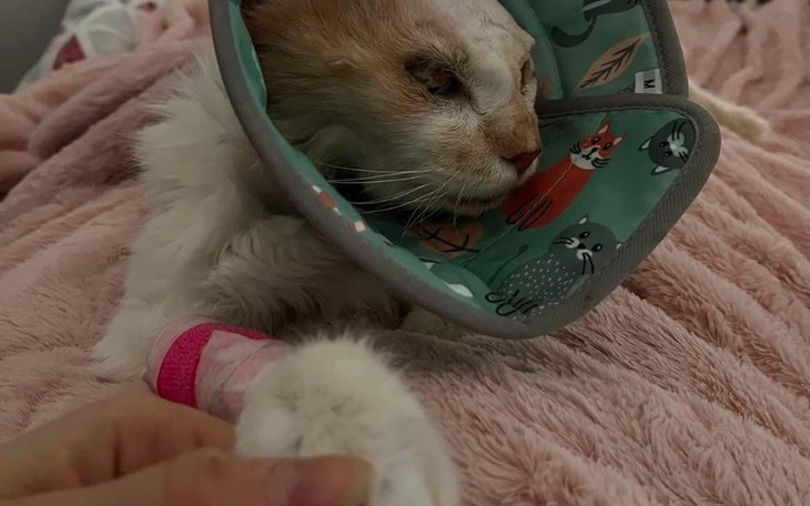 Kot w obroży, leżący na różowym kocu, z opatrunkiem na łapie.