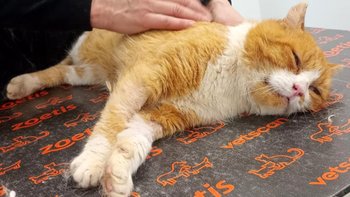 Zbiórka Tiger w drodze po nowe życie - miniaturka zdjęcia