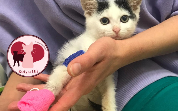 Zbiórka Na karmę, żwirek, weta-listopad - zdjęcie główne