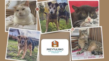 Zbiórka Na leczenie naszych zwierzaków - miniaturka zdjęcia