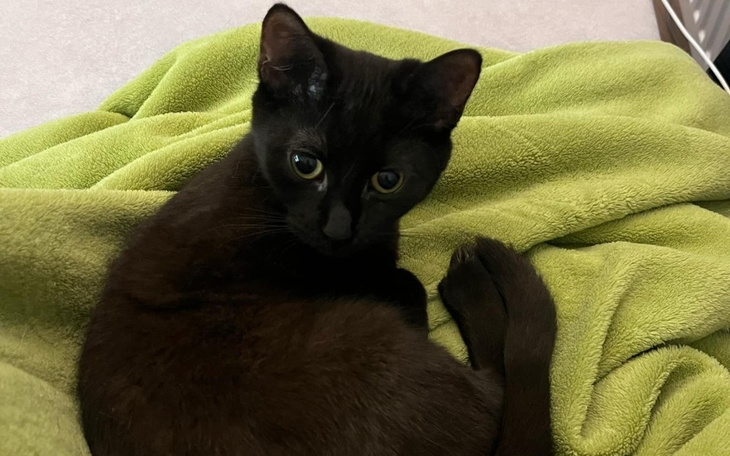 Czarny kot leżący na zielonym kocu, patrzy w stronę obiektywu.