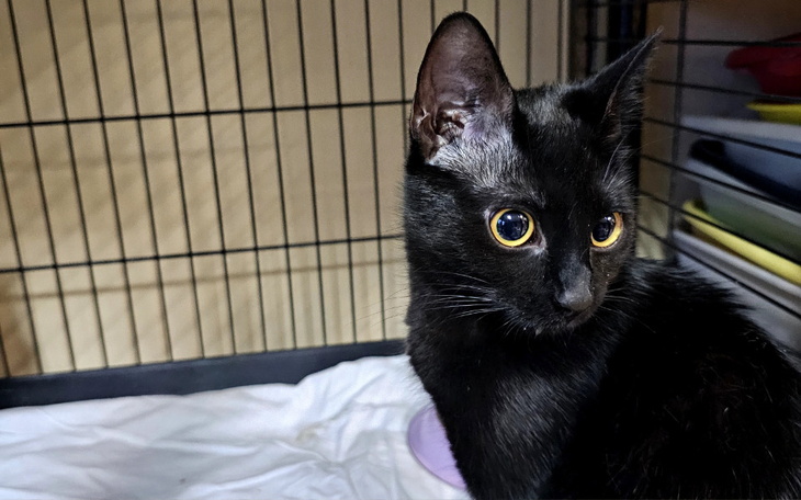 Zbiórka Igiełka - zdjęcie główne