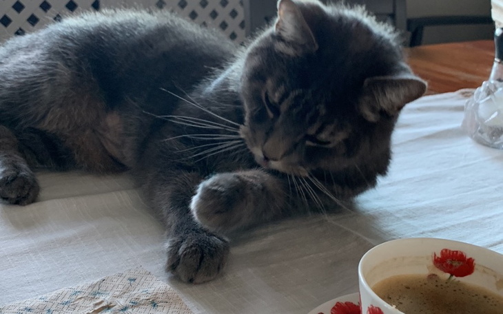 Zbiórka Podarujmy zycie Kornelisowi - zdjęcie główne