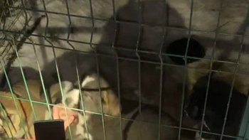 Zbiórka 4 szczenięta ałabaj - miniaturka zdjęcia