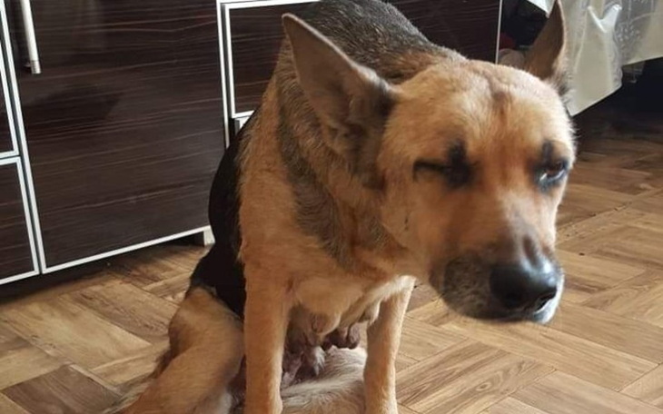 Zbiórka Pomóżcie biednej Sarze - zdjęcie główne