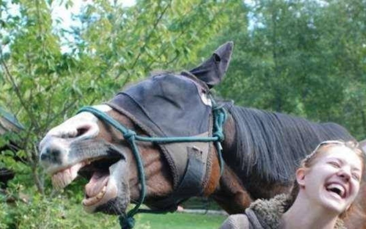 Zbiórka Nowe ząbki dla rumaczka. - zdjęcie główne