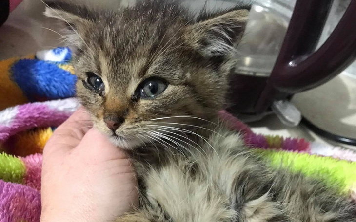 Zbiórka Pomoz splacic weterynarzy - zdjęcie główne