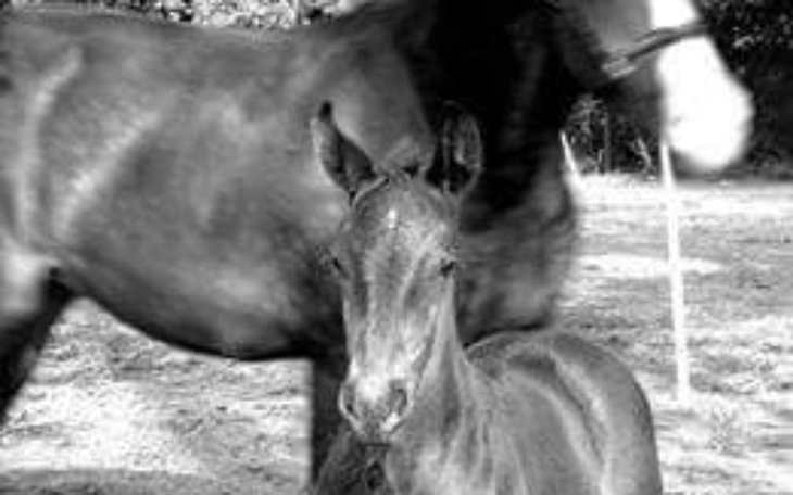 Zbiórka Kiara - dzieciatko ktore odeszlo - zdjęcie główne