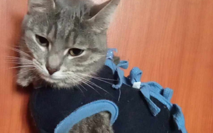 Zbiórka Zbiórka na leczenie kotki z fip - zdjęcie główne