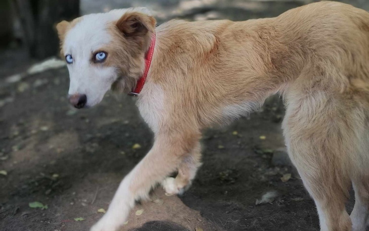 Zbiórka Alarm w Szajce - zdjęcie główne