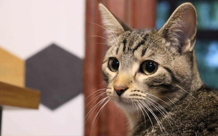 Zbiórka Na leczenie kotka Dorianka - zdjęcie główne