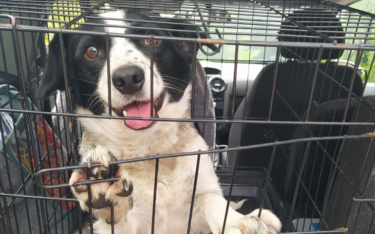 Zbiórka Ratujemy suczkę z Maluszyna - zdjęcie główne