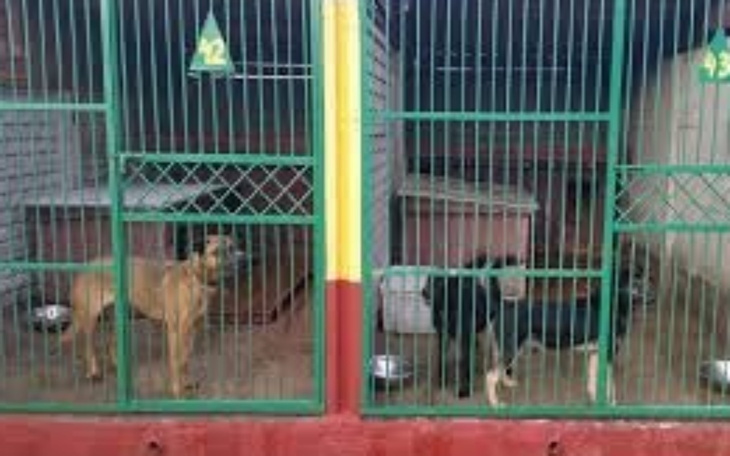 Dwa psy w klatkach w schronisku.