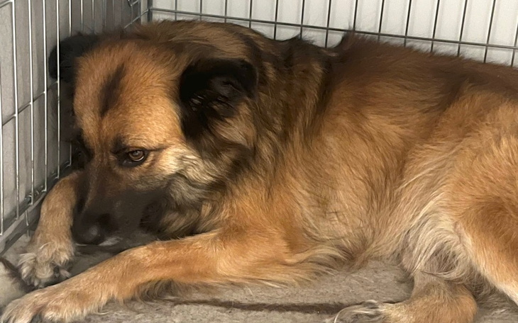 Zbiórka Przywrócenie sprawności Kofi - zdjęcie główne