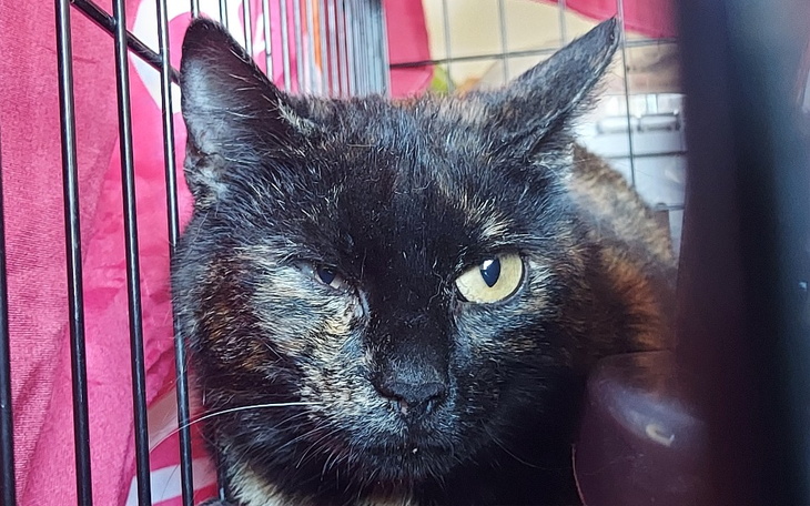 Zbiórka Uszkodzone oczko u szylkretki - zdjęcie główne