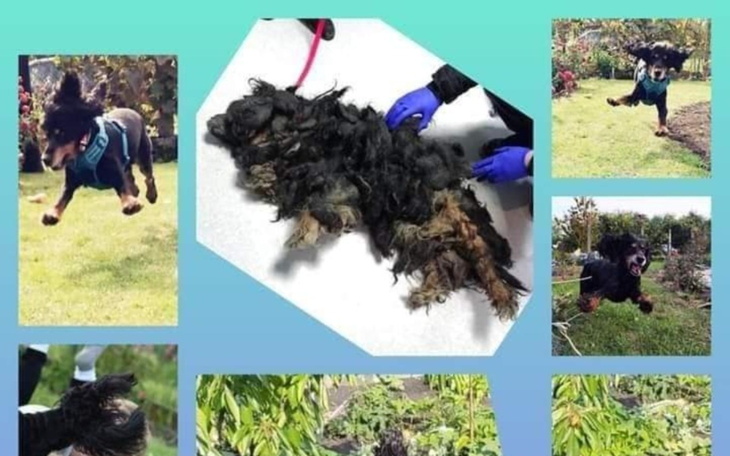 Pies skaczący w ogrodzie, radosny i pełen energii.