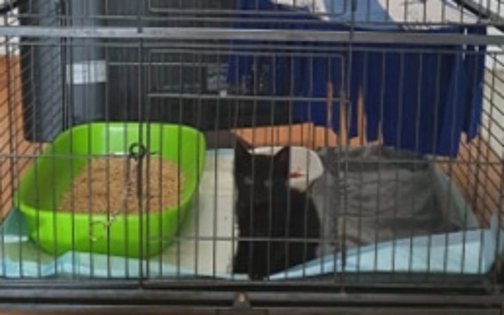 Zbiórka Remont kociarni KSB - zdjęcie główne