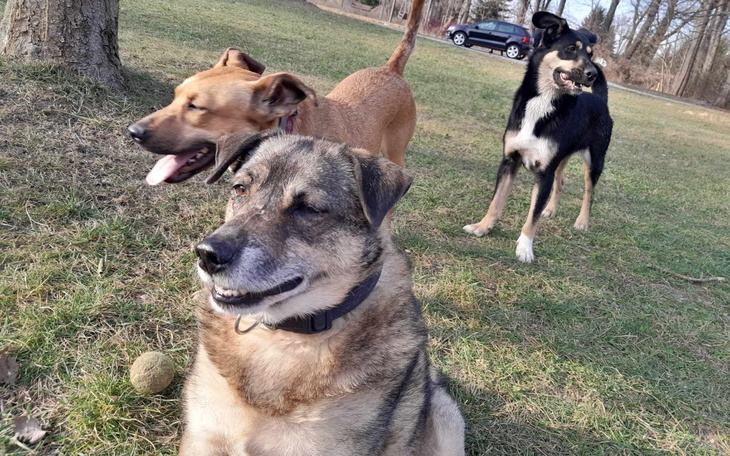 Trzy psy bawią się na trawie w parku.