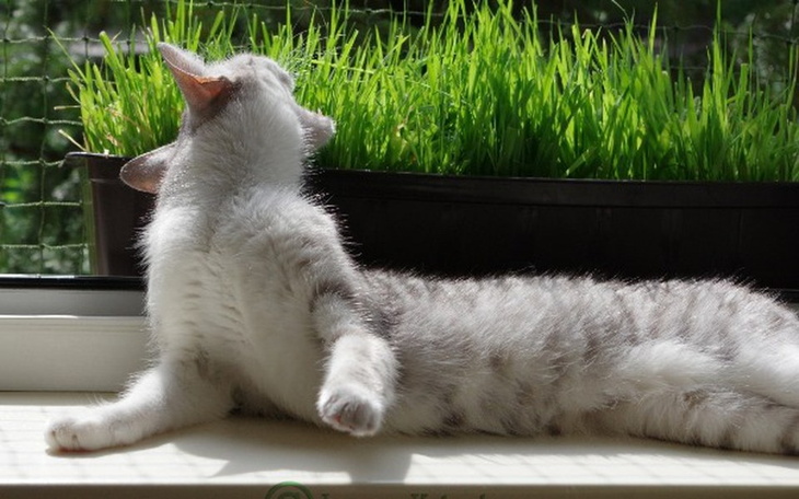 Zbiórka Operacja Selenki i Lady - zdjęcie główne