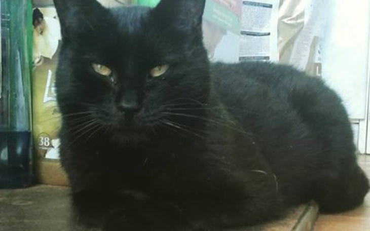 Zbiórka Pan kot był chory i ... - zdjęcie główne