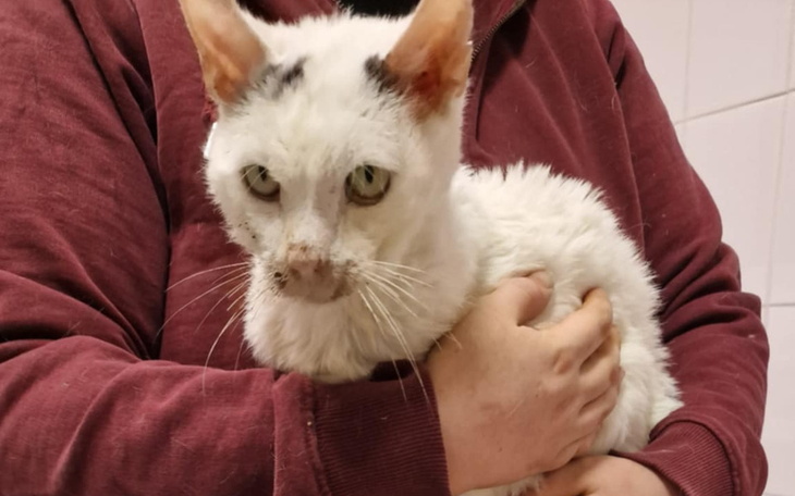 Biały kot trzymany na rękach, z brudnym futrem.