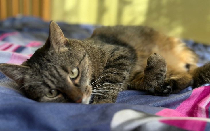 Zbiórka Miliś walczy z nowotworem - zdjęcie główne