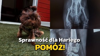 Zbiórka Sprawność dla Hariego - miniaturka zdjęcia