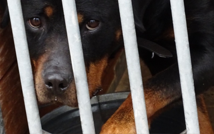 Zbiórka W drogę Abra - na transport suni - zdjęcie główne