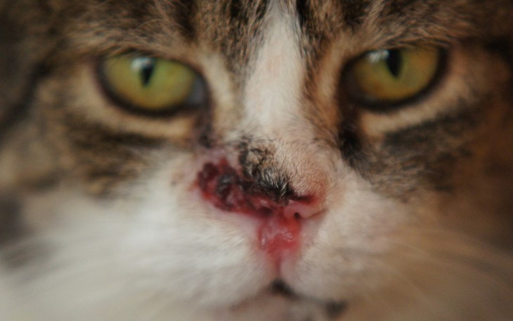 Zbiórka Filutka - zdjęcie główne