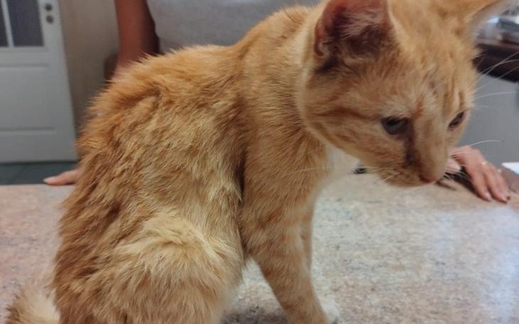 Rudy kot siedzi na blacie, patrząc w stronę obiektywu.