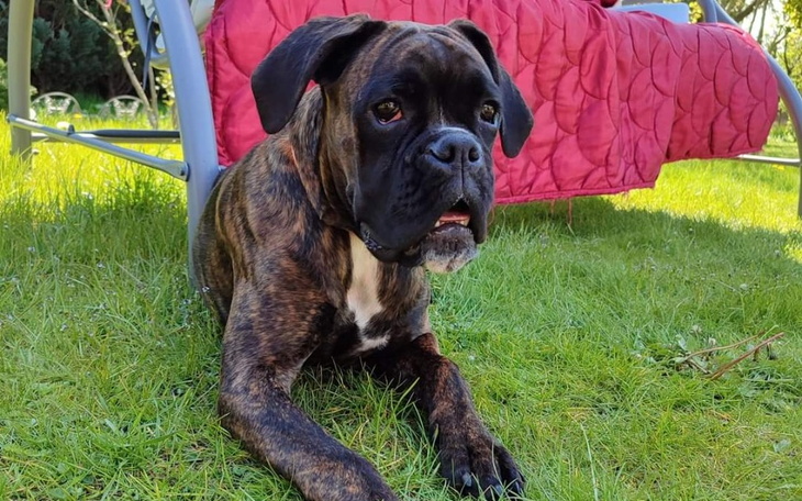 Zbiórka Na leczenie Majorki - zdjęcie główne