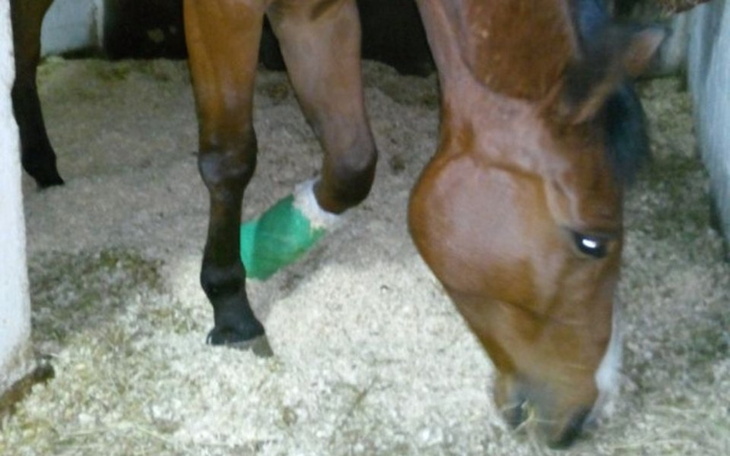 Koń z opatrunkiem na nodze, w boksie.