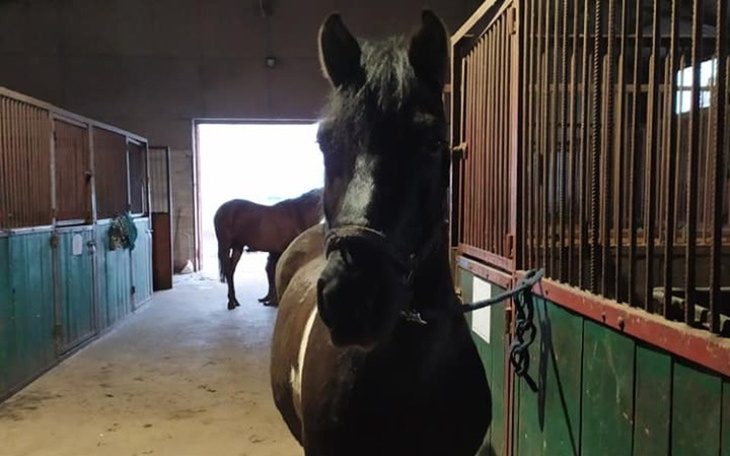 Zbiórka Na ratunek stajni Frajda - zdjęcie główne