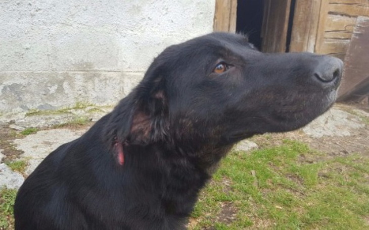 Zbiórka Deks - chore psie dziecko - zdjęcie główne