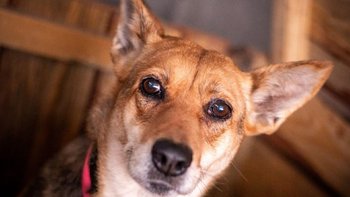 Zbiórka Nala: czy zdąży poczuć dobro? ❤️ - miniaturka zdjęcia