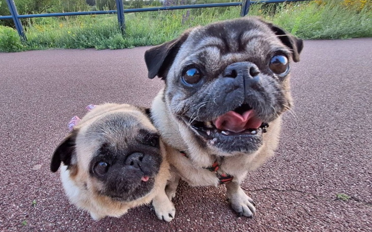 Zbiórka Na leczenie Borgiego i Kimchi - zdjęcie główne