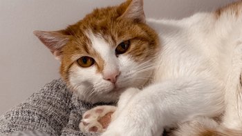 Zbiórka Operacja Świrka - miniaturka zdjęcia