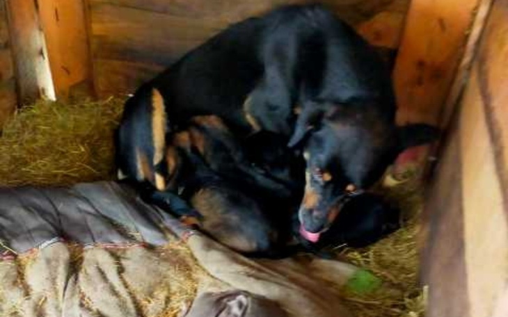 Zbiórka Aby nigdy nie były głodne. - zdjęcie główne