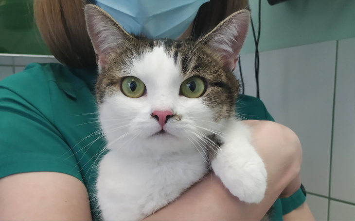 Zbiórka Masza z Ukrainy - zdjęcie główne