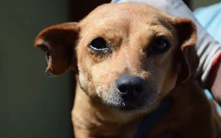 Zbiórka Ratujemy niepełnosprawną Rudaskę - zdjęcie główne