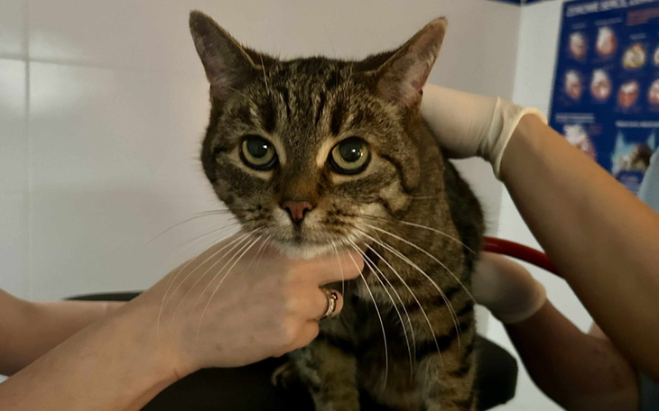 Kot w gabinecie weterynaryjnym, z wyraźnymi oczami.